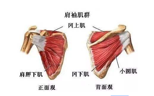 在健身训练前的热身，你做到位了吗？